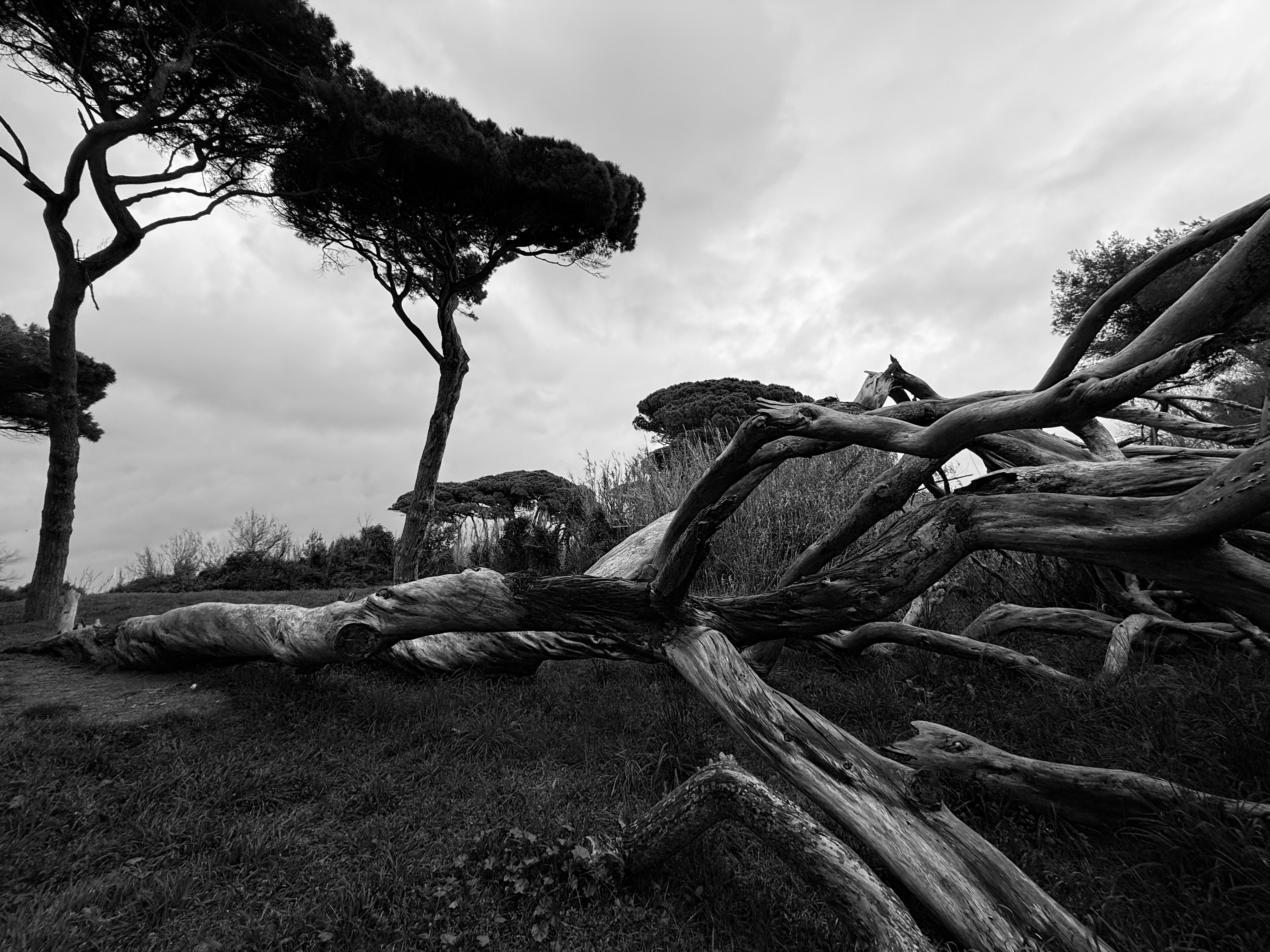 The twisted trunks of ancient olive trees stretching across a hillside under overcast Mediterranean light.